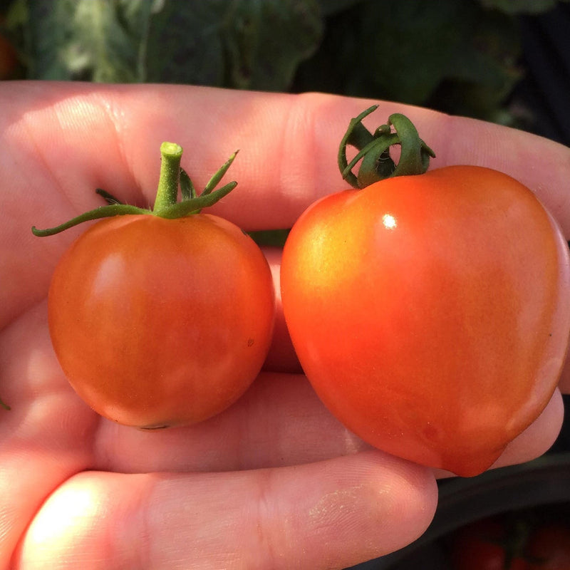 Tempting Tomatoes Goodhearted Cherry Tomato up close.