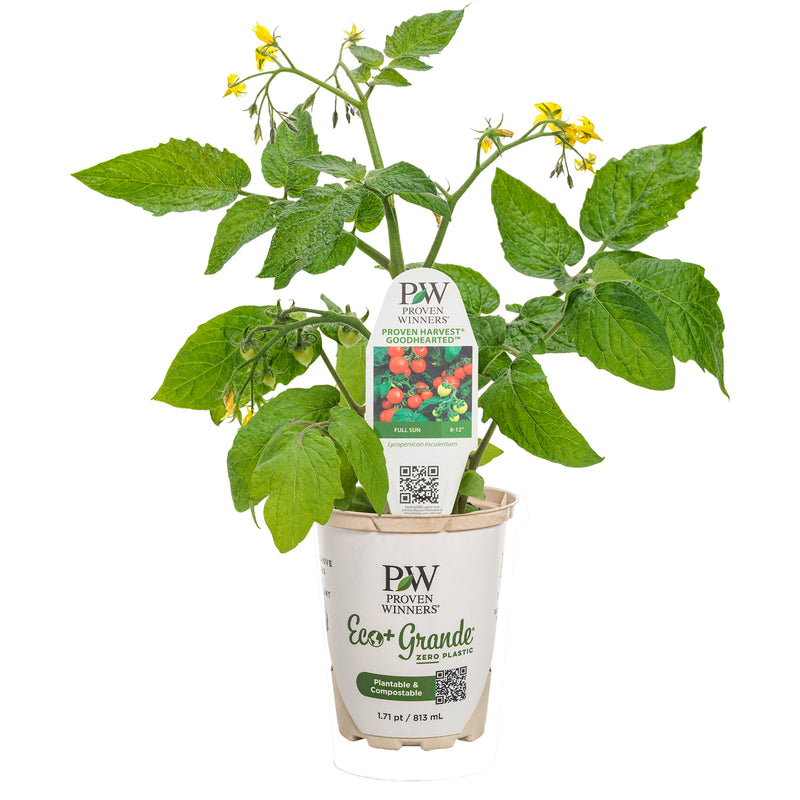 Proven Selections® Tempting Tomatoes® Goodhearted® Cherry Tomato (Solanum lycopersicum)