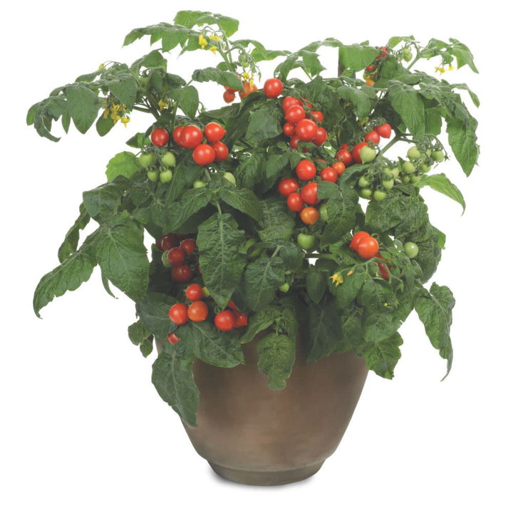 Proven Selections® Tempting Tomatoes® Goodhearted® Cherry Tomato (Solanum lycopersicum)