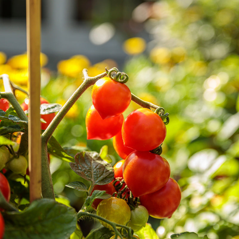 Proven Winners Seed Starting Eco-Pots & Proven Harvest Bountiful Harvest Seeds Collection in use.