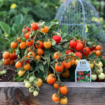 Proven Harvest Tempting Tomatoes Goodhearted Cherry Tomato in use.