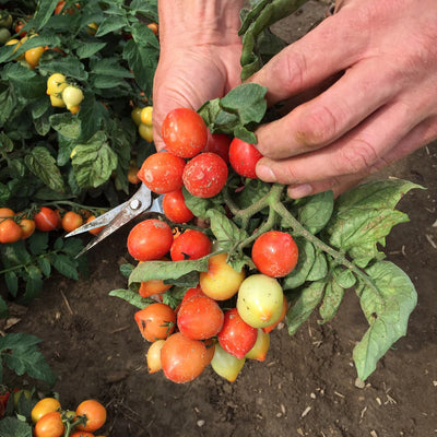 Proven Harvest Tempting Tomatoes Goodhearted Cherry Tomato in use.