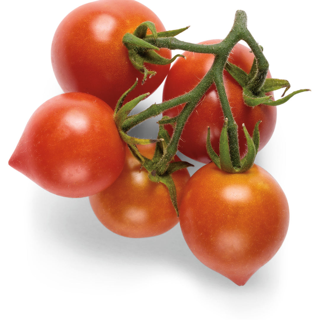 Cherry Tomato | Tempting Tomatoes® Goodhearted® | Proven Winners