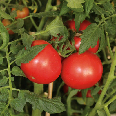 Tempting Tomatoes Garden Treasure Slicing Tomato up close.