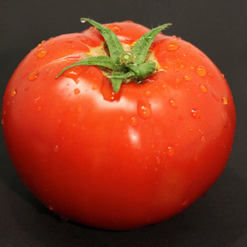 Tempting Tomatoes Garden Treasure Slicing Tomato up close.