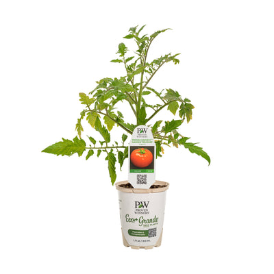 Proven Selections® Tempting Tomatoes® Garden Treasure Slicing Tomato (Solanum lycopersicum)