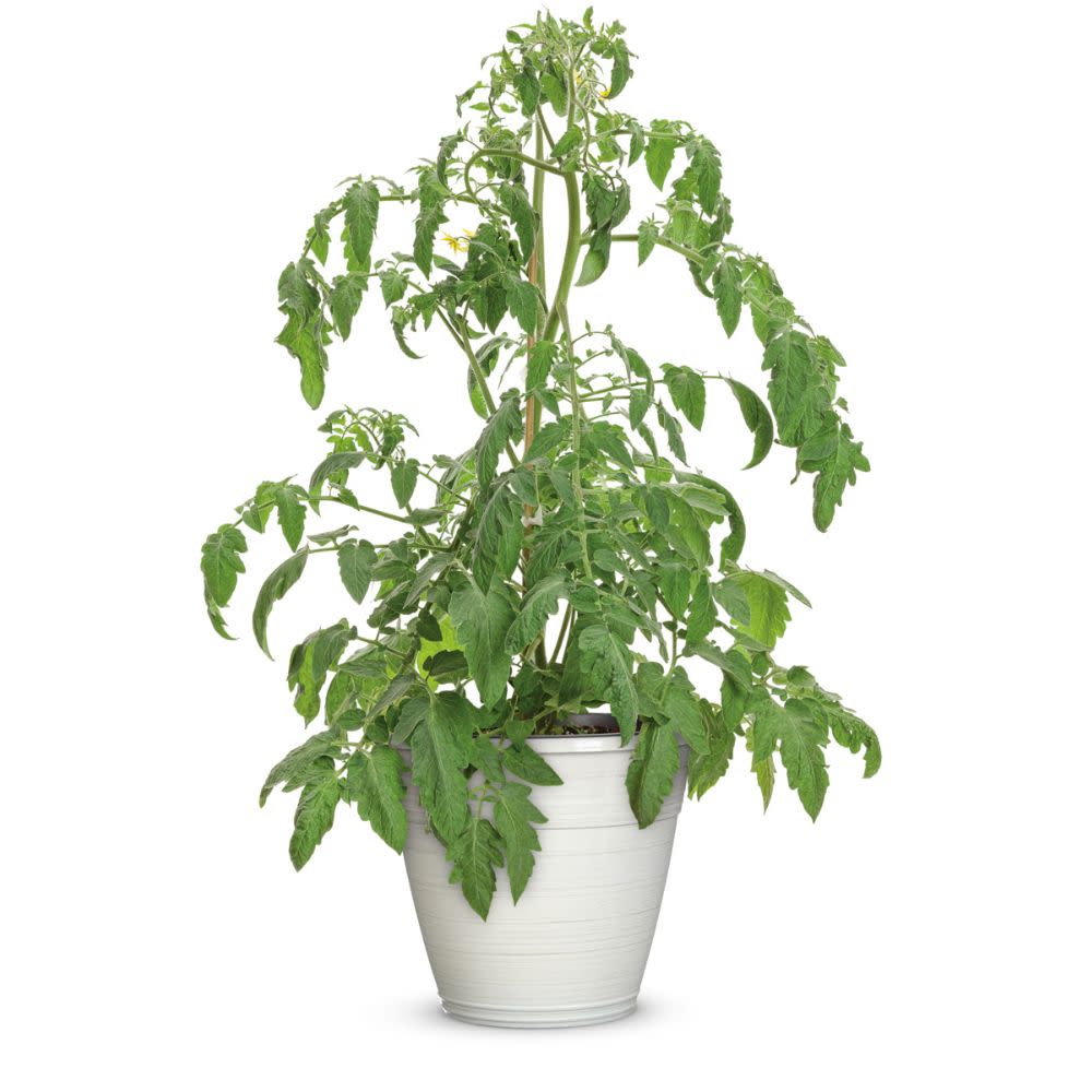 Slicing Tomato | Tempting Tomatoes® Garden Treasure | Proven