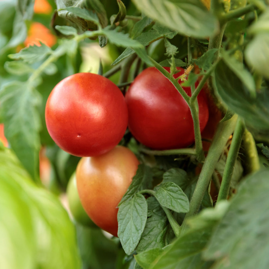Snack Tomato | Tempting Tomatoes® Garden Gem | Proven Winners