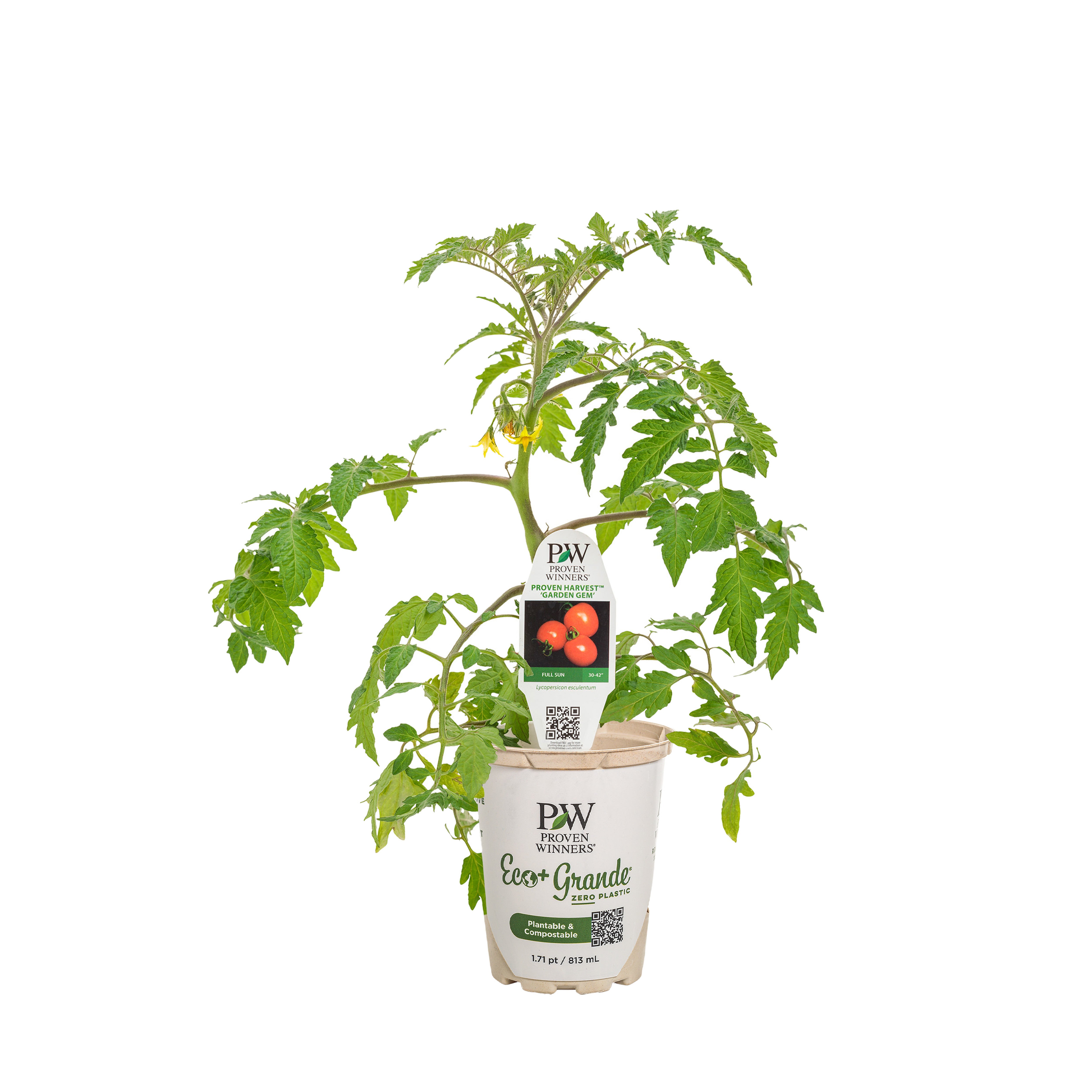 Snack Tomato | Tempting Tomatoes® Garden Gem | Proven Winners