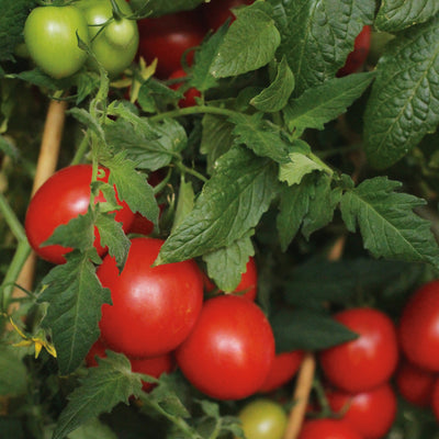 Proven Harvest Tempting Tomatoes Garden Gem Snack Tomato up close.