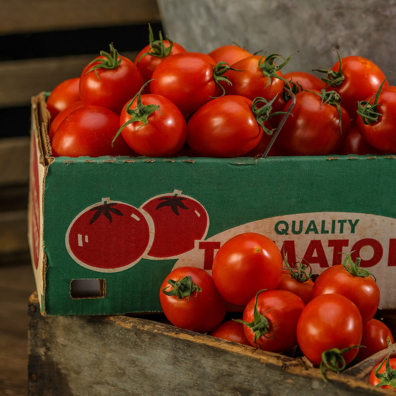 Tempting Tomatoes Garden Gem Snack Tomato in use.