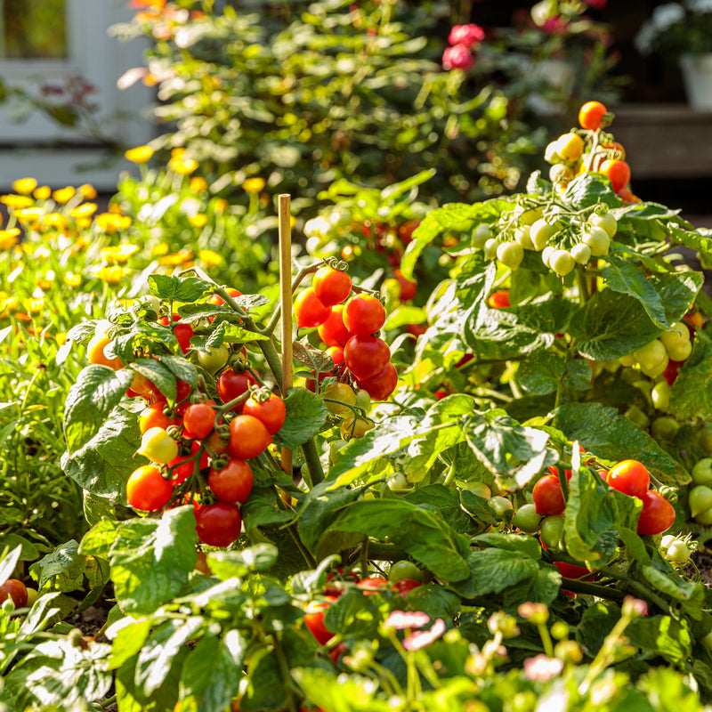 Tempting Tomatoes Garden Gem Snack Tomato in use.