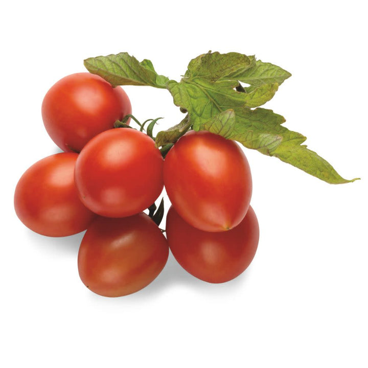 Snack Tomato | Tempting Tomatoes® Garden Gem | Proven Winners