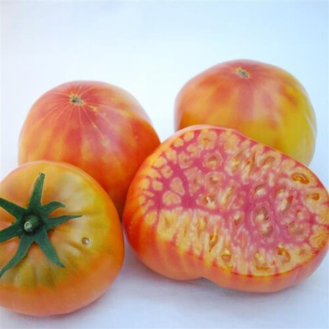 Slicing Tomato | Mr. Stripey | Proven Winners® Plants – Proven