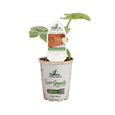 Proven Selections® Black Beauty Zucchini (Cucurbita pepo)