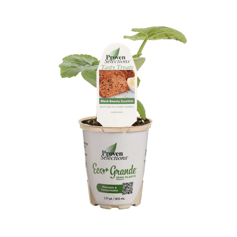 Proven Selections® Black Beauty Zucchini (Cucurbita pepo)