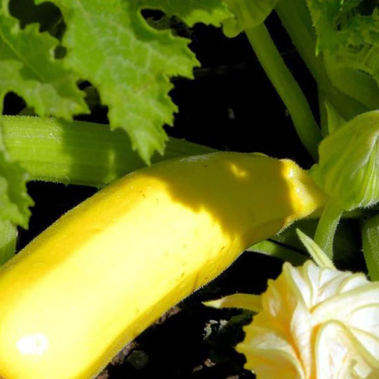Proven Selections® Gold Rush Zucchini (Cucurbita pepo)