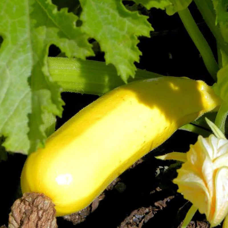 Gold Rush Zucchini close up.