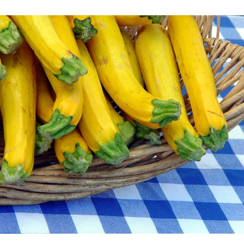 Gold Rush Zucchini in use.