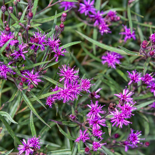 'Prairie Princess' Ironweed (Vernonia hybrid) | Proven Winners® New Variety 2026