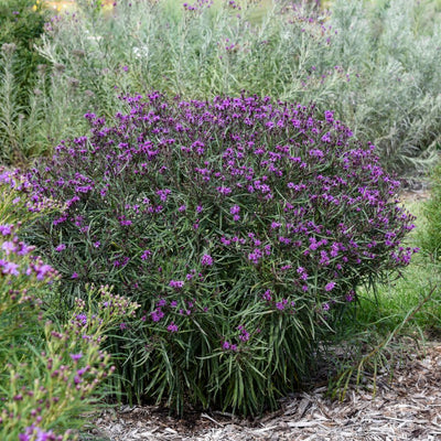'Prairie Princess' Ironweed (Vernonia hybrid) | Proven Winners® New Variety 2026