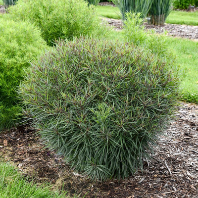 'Prairie Princess' Ironweed (Vernonia hybrid) | Proven Winners® New Variety 2026