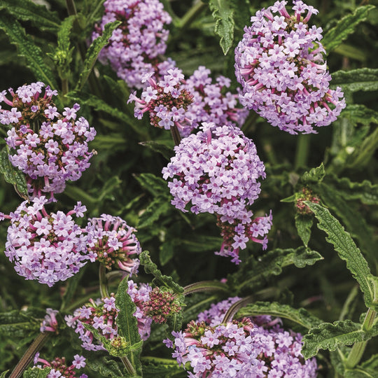 Limited Edition Royale™ | Meteor Shower® (verbena bonariensis)