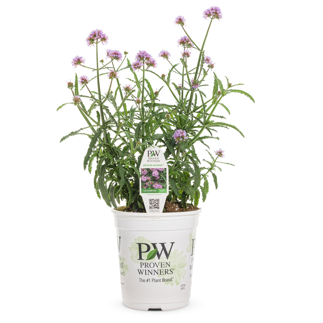Meteor Shower Verbena in pot.