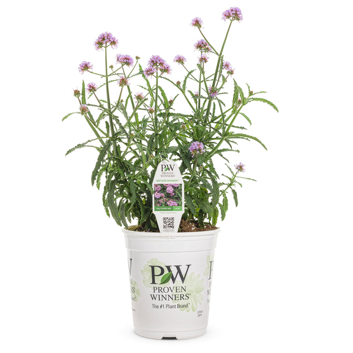 Meteor Shower Verbena in pot.