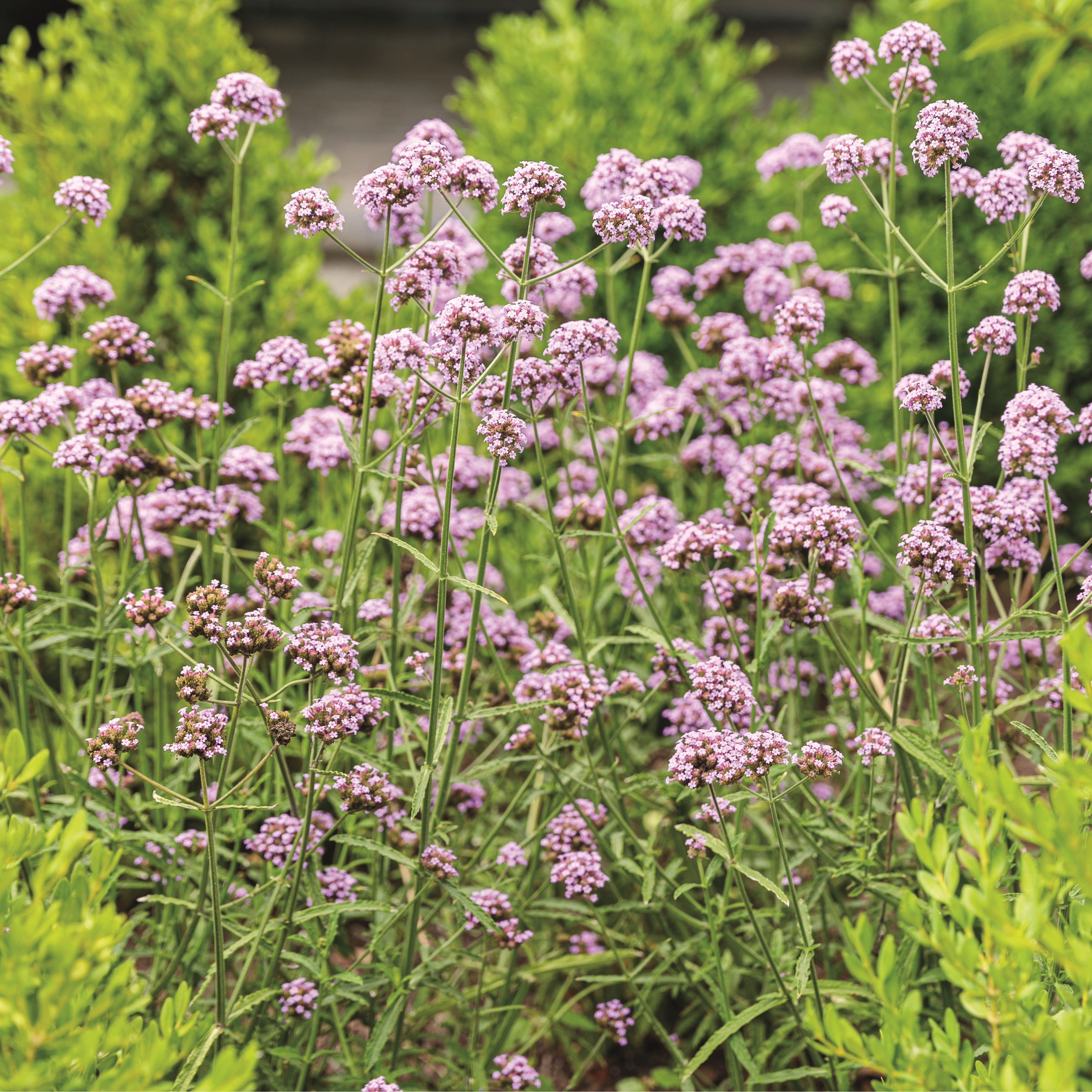 Verbena | Royale Meteor Shower® | Proven Winners® Annuals – Proven