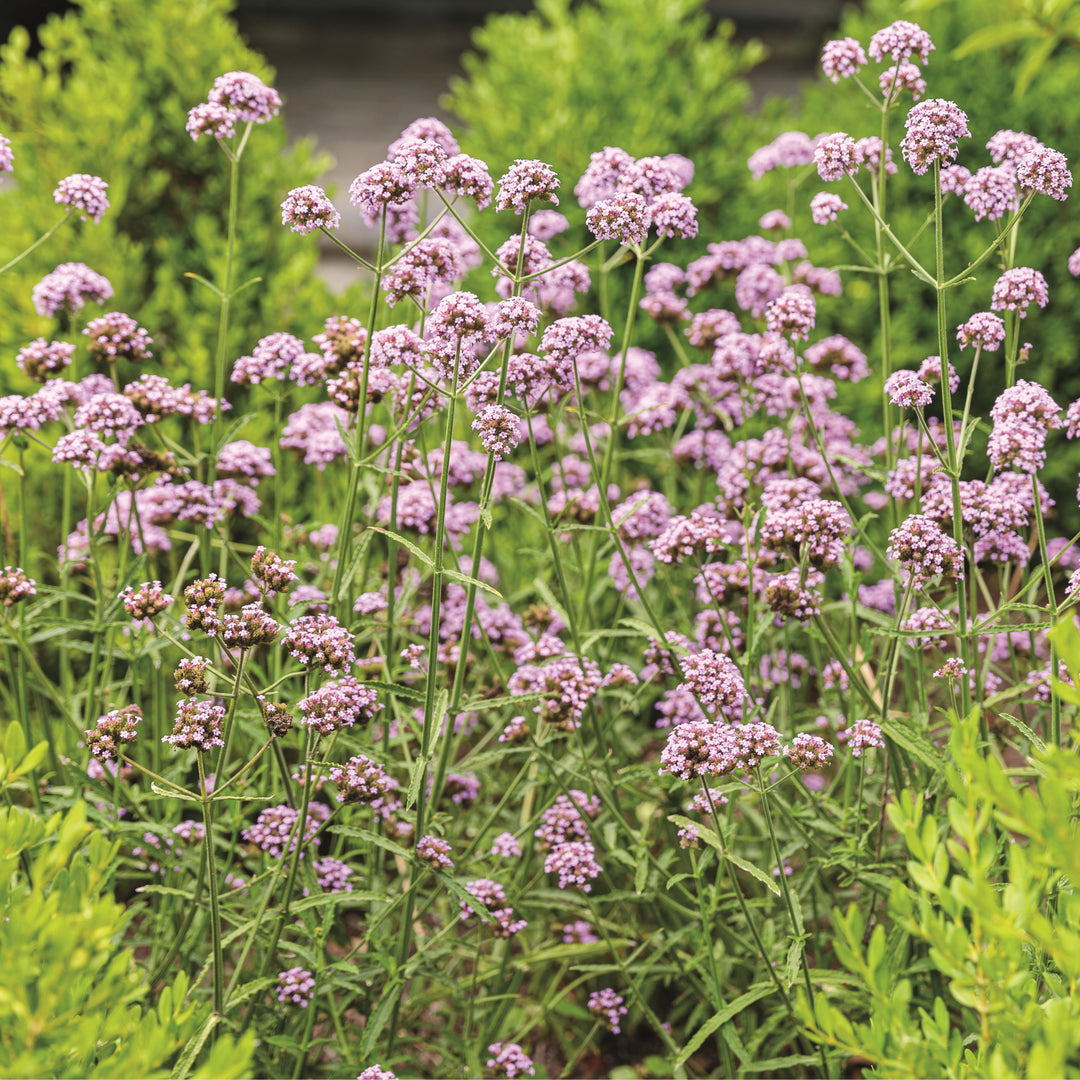 Verbena | Royale Meteor Shower® | Proven Winners® Annuals – Proven