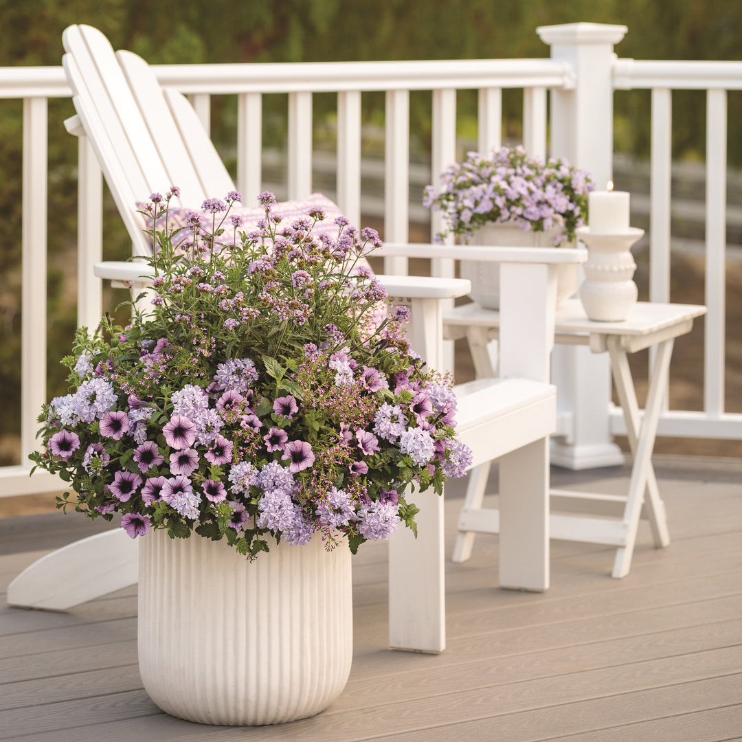Limited Edition Royale™ | Meteor Shower® (verbena bonariensis)