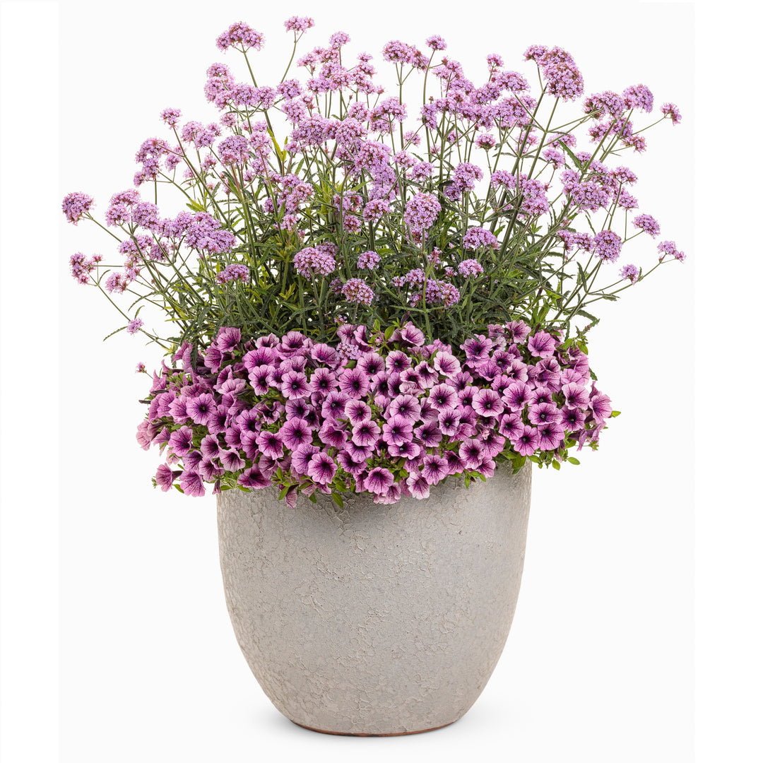Meteor Shower Verbena in use.