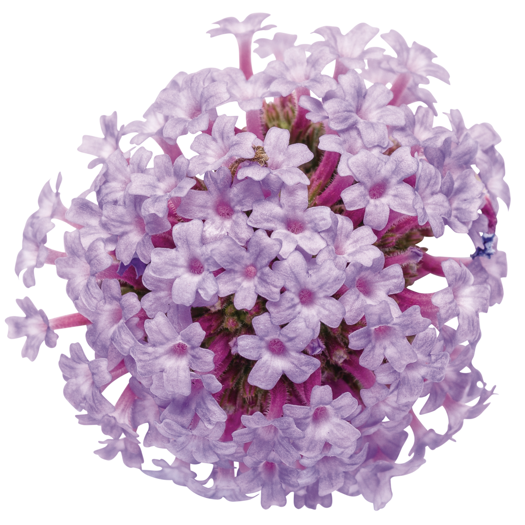 Meteor Shower Verbena flower cut out.