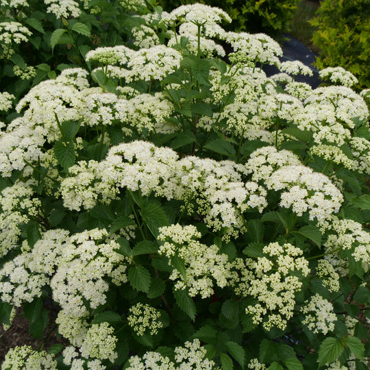 Blue Muffin® Arrowwood Viburnum (dentatum)