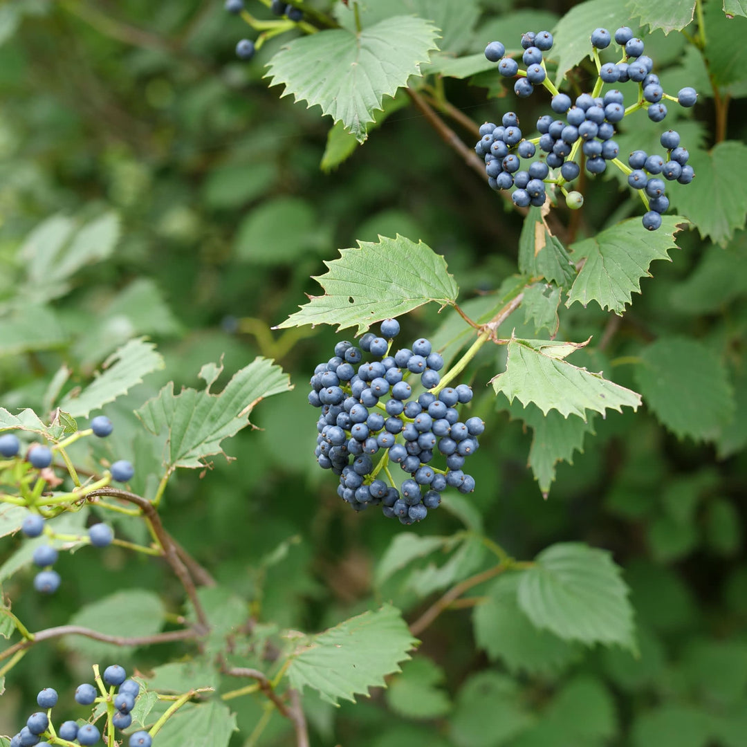 Blue Muffin® Arrowwood Viburnum (dentatum)