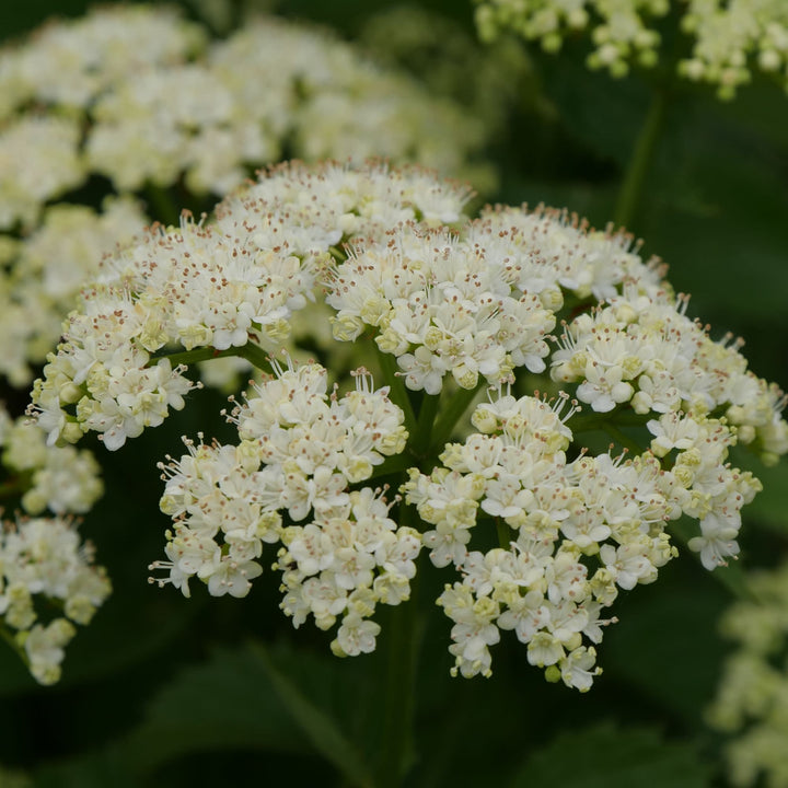 Blue Muffin® Arrowwood Viburnum (dentatum)