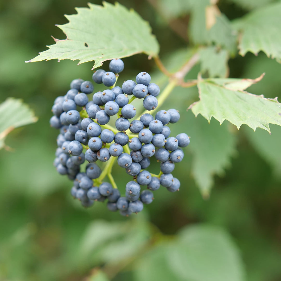 Blue Muffin® Arrowwood Viburnum (dentatum)