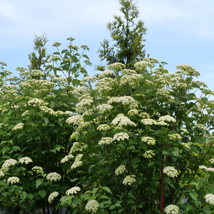 Blue Muffin® Arrowwood Viburnum (dentatum)