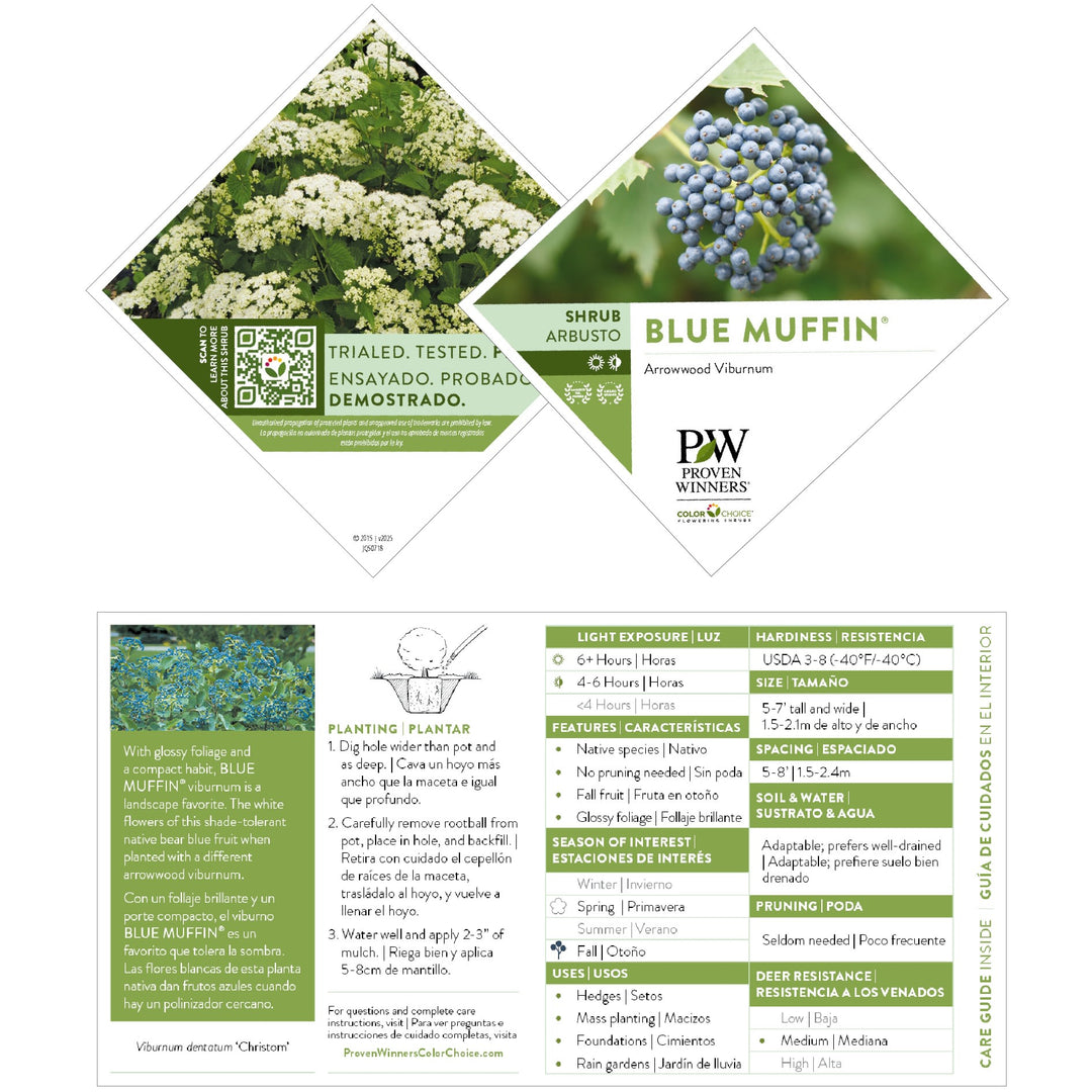 Blue Muffin® Arrowwood Viburnum (dentatum)
