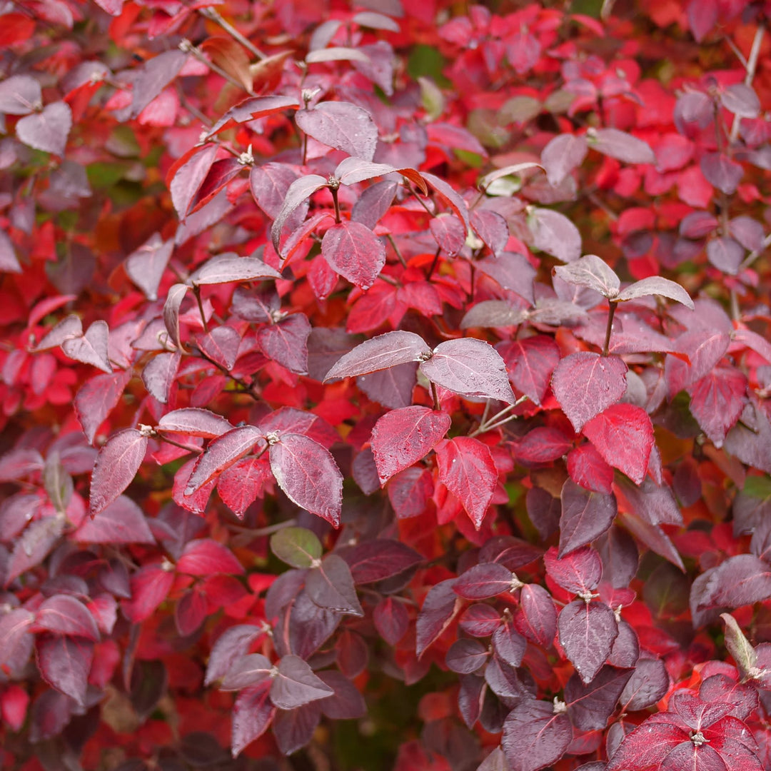 Spice Girl® Koreanspice Viburnum (carlesii)