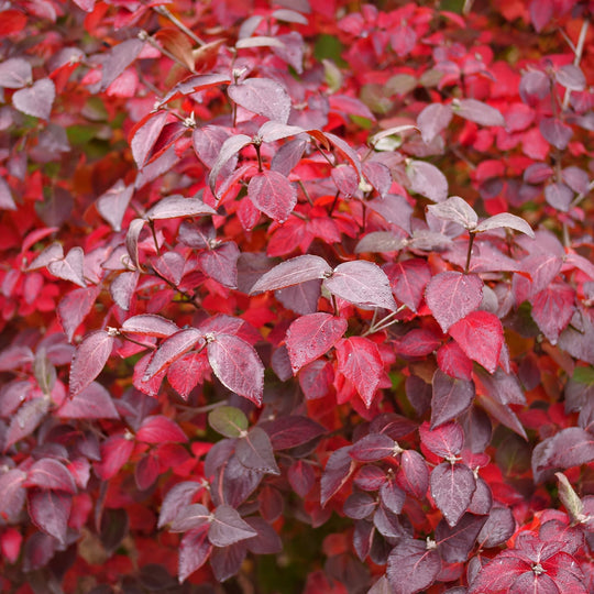 Spice Girl® Koreanspice Viburnum (carlesii)