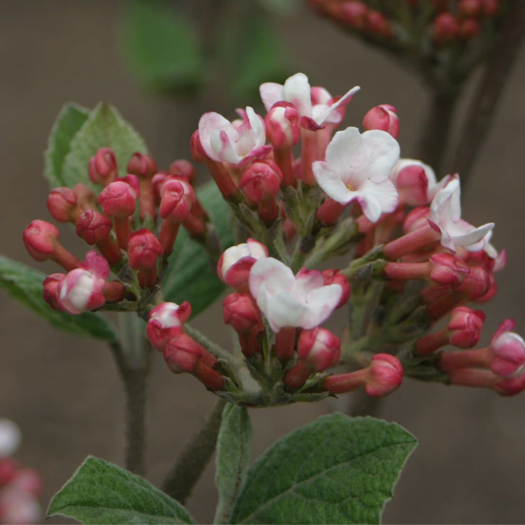 Spice Girl® Koreanspice Viburnum (carlesii)