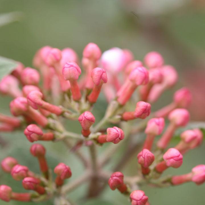 Spice Girl® Koreanspice Viburnum (carlesii)