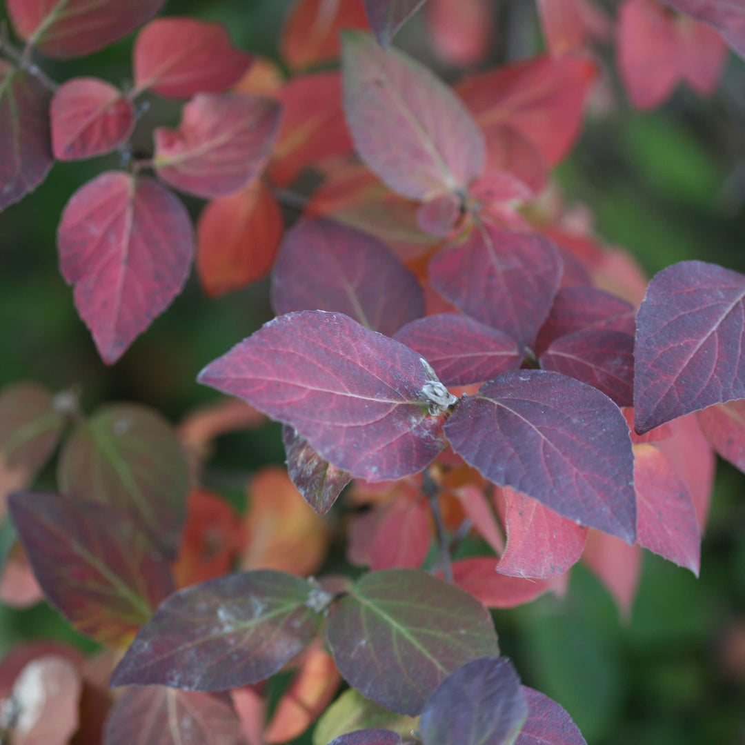 Spice Girl® Koreanspice Viburnum (carlesii)