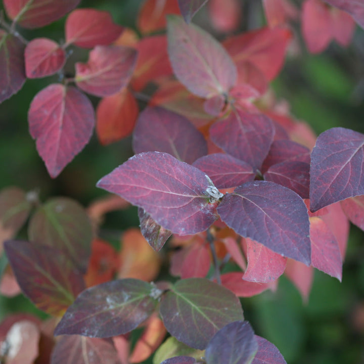 Spice Girl® Koreanspice Viburnum (carlesii)