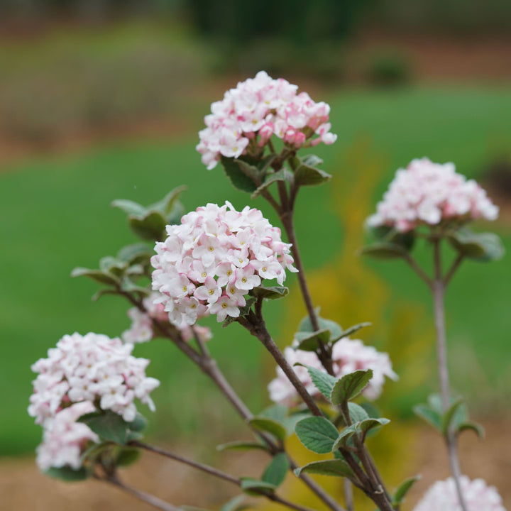 Spice Girl® Koreanspice Viburnum (carlesii)