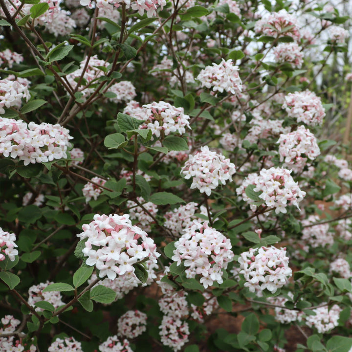 Spice Girl® Koreanspice Viburnum (carlesii)