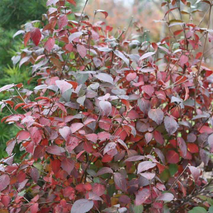 Spice Girl® Koreanspice Viburnum (carlesii)