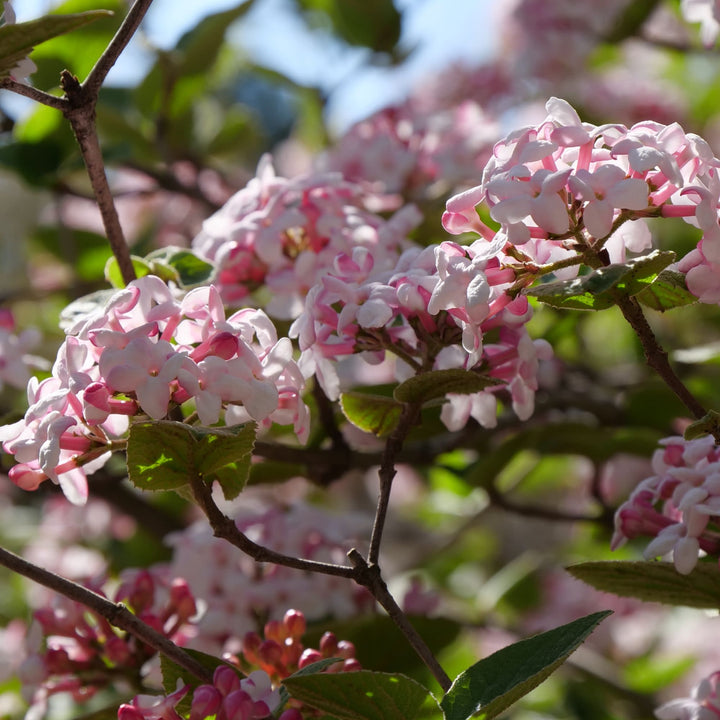 Spice Girl® Koreanspice Viburnum (carlesii)